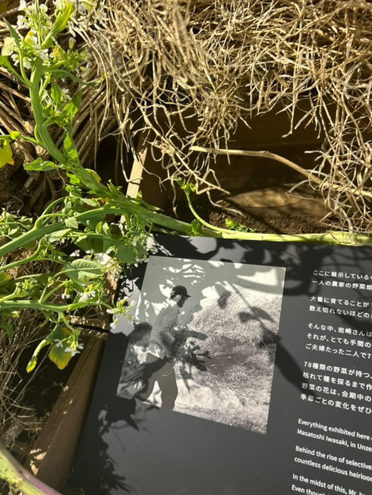 大阪・関西万博「EARTH MART」2_「野菜のいのち」